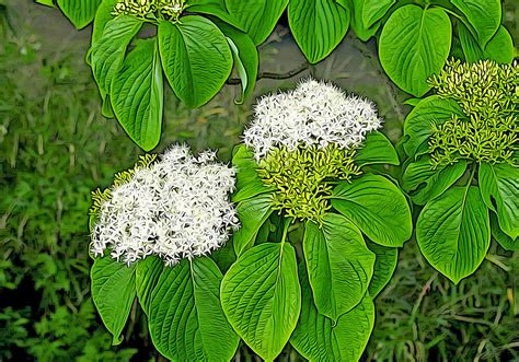 水木木|ミズキ（水木）の育て方と花や葉など植物の特徴をわかりやすく。